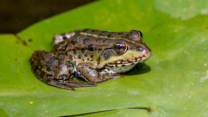 frog on a leaf
