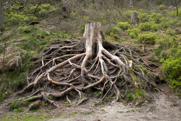 A cut tree with beautiful exposed roots in Sächsische Schweiz vorderer Teil National Park