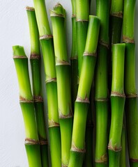 Fresh green bamboo stalks are tightly packed together, showcasing their vibrant color and natural texture. The image captures the essence of bamboo's strength and flexibility.