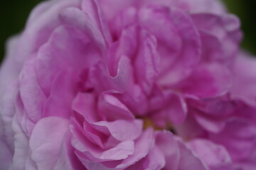 quantum Cambridge valentine roses on different scales and with macro photography