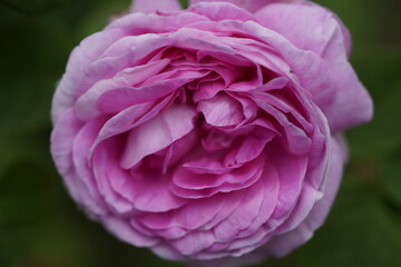 quantum Cambridge valentine roses on different scales and with macro photography