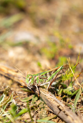 A green grasshopper sits in the grass on a bush. Great marsh grasshopper Stethophyma grossum, an endangered insect typical of wet meadows and marshes.