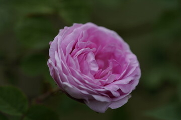 Fototapeta premium quantum Cambridge valentine roses on different scales and with macro photography