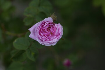 quantum Cambridge valentine roses on different scales and with macro photography