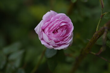 quantum Cambridge valentine roses on different scales and with macro photography