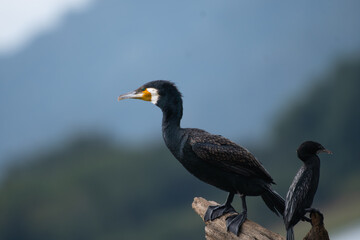 Close up of a Great cormorant perched on a tree stump, showing details plumage, yellow throat patch, and sharp beak. Small cormorant perched below with blurred background.