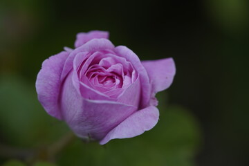 quantum Cambridge valentine roses on different scales and with macro photography