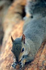 Grauhörnchen