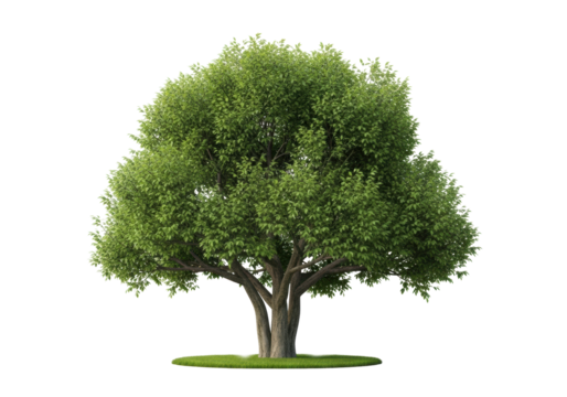 Robust mature ficus tree with gnarled trunks and lush green leaves, perfectly isolated on a patch of bright green grass against a clean white background with ample copy space, studio shot, concept of