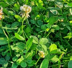 green and yellow