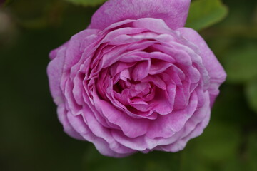 quantum Cambridge valentine roses on different scales and with macro photography