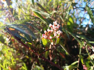 Close-Up of Pink Persicaria Flowers in Mountain