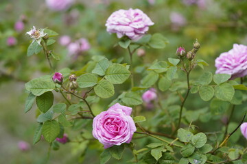 quantum Cambridge valentine roses on different scales and with macro photography