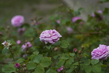 quantum Cambridge valentine roses on different scales and with macro photography