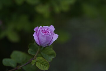quantum Cambridge valentine roses on different scales and with macro photography