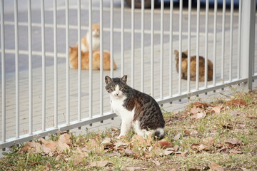 Urban cats. Cats on the street