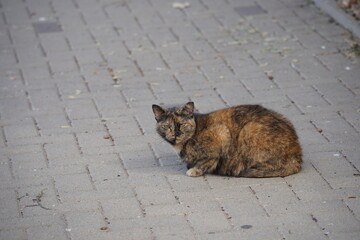 Tortoiseshell cat laying on the ground