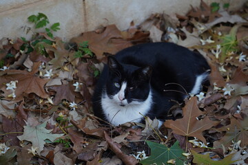 Black one eyed cat sleeping. Black and white cat, asleep among some dry leaves