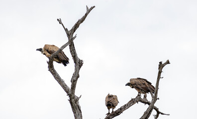 Three 3 birds White-backed African vulture on dry branch. Kruger National Park, South Africa. Animal wildlife bird background. Safari at savanna. third wheel