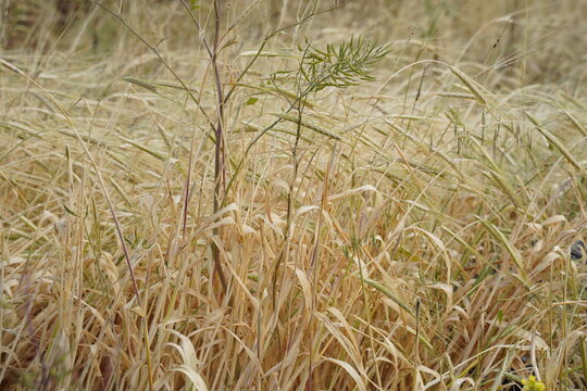 Dry inflorescences of cereals  shake by a wind