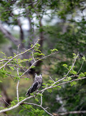 The southern white-faced owl, Ptilopsis granti, sits on a tree branch in wild nature, Kruger National Park, South Africa.
