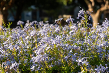 Close up of Purple Flowers in the garden, selective focus with blur background.