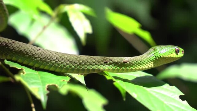 green snake on tree generate vo 2