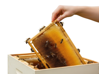Hand lifting honeycomb frame from beehive with bees on it, cutout isolated on transparent bg, png