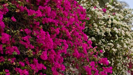 The colourful flowers 