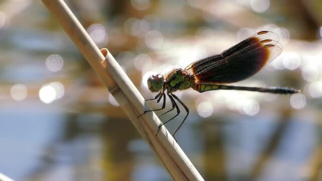 dragonfly on a twig generate vo 2