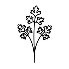 Outline of parsley herb with three leaves on white background  
