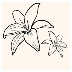 Elegant Blossom Hand-Drawn Lily Flower Outline