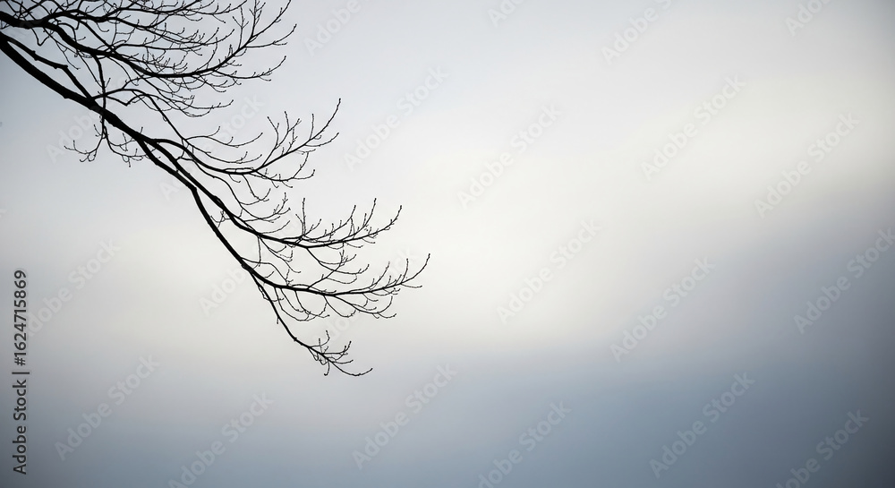 Poster silhouette of bare tree branch against a muted sky background, creating a minimalist and serene imag
