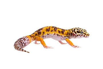 Obraz premium Leopard gecko standing still, vibrant pattern visible, isolated on pure white background, no shadow