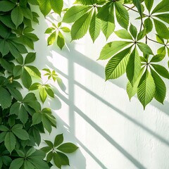 Green leaves climbing on a white wall with window shadow in bright light