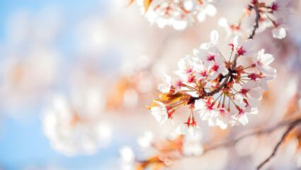 Pink cherry blossoms bloom on a tree branch against a spring sky, a beautiful sign of the season in Japan