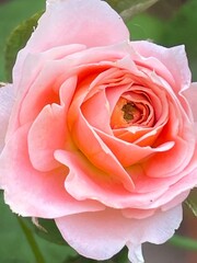 pink rose close up