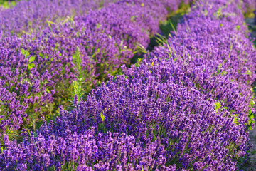 Naklejka premium Lavender bushes in row, blooming under warm sunlight in peaceful purple and green summer field with soft sunset lignt background. Landscape, natural background, herbal wallpaper