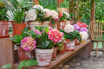 Wooden shelf inside greenhouse filled with blooming potted hydrangea flowers in clay pots. Natural...