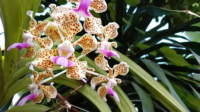 Close-up of Rare Vanda Tricolor Orchid in Bloom &ndash; Indonesia's Exotic Wild Beauty