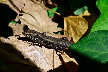 Peloponnes-Kieleidechse - Männchen // Greek algyroides, Greek keeled lizard (Algyroides moreoticus) - Messinien, Peloponnes, Griechenland