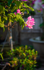 Close-up of colorful bougainvillea flowers in a garden with a soft blurred background