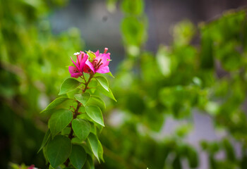 Close-up of colorful bougainvillea flowers in a garden with a soft blurred background