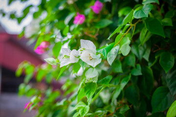 Close-up of colorful bougainvillea flowers in a garden with a soft blurred background