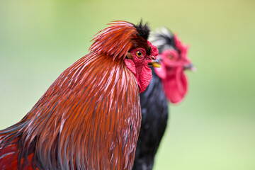 A detailed close-up profile of a magnificent red crested rooster. Its vibrant feathers and comb stand out against a soft green bokeh background, with another rooster out of focus behind it.

