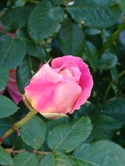 Fototapeta premium Rosa