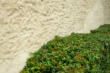 Green hedge growing next to a textured white wall in a garden