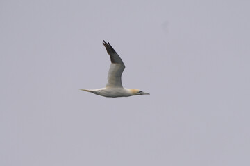 Oiseau
