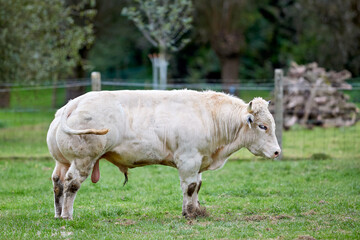 Fototapeta premium A magnificent white bull with impressive musculature stands in a green pasture. This full-body profile highlights the animal's powerful build, representing livestock farming and agricultural strength.