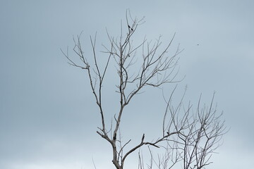 dead tree in winter